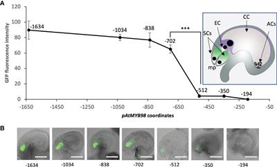 Discovery of a cis-regulatory element SaeM involved in dynamic regulation of synergid-specific MYB98